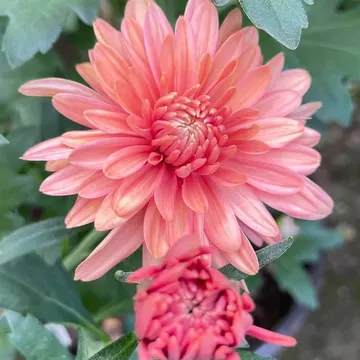 A coral chrysanthemum in full bloom with a smaller bud nearby surrounded by green leaves