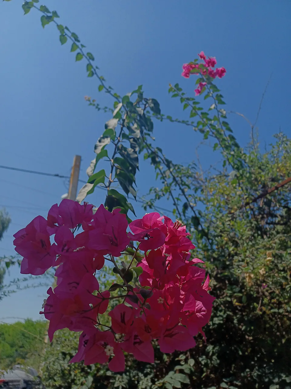 Bougainvillea flowers in vivid pink bloom against a clear blue sky with green leaves