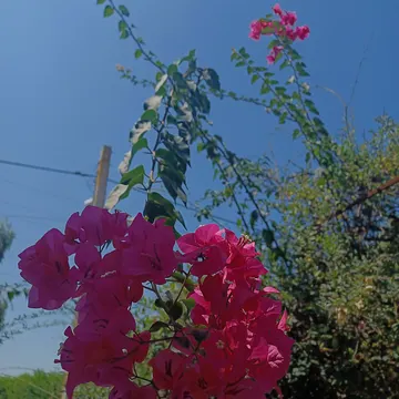 Bougainvillea flowers in vivid pink bloom against a clear blue sky with green leaves