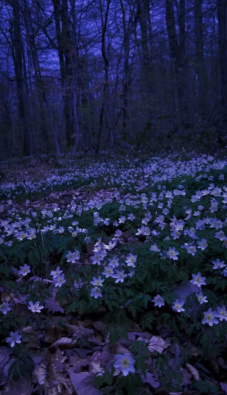 White flowers carpet the forest floor beneath bare trees in twilight blue light