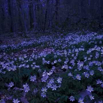 White flowers carpet the forest floor beneath bare trees in twilight blue light