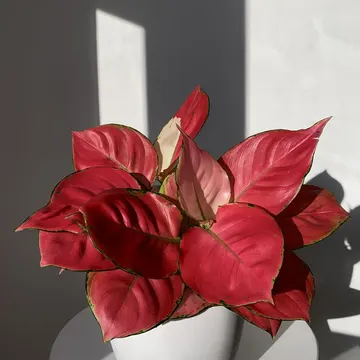 A red leaf plant in a white pot on a white pedestal with strong sunlight and shadows on a white wall