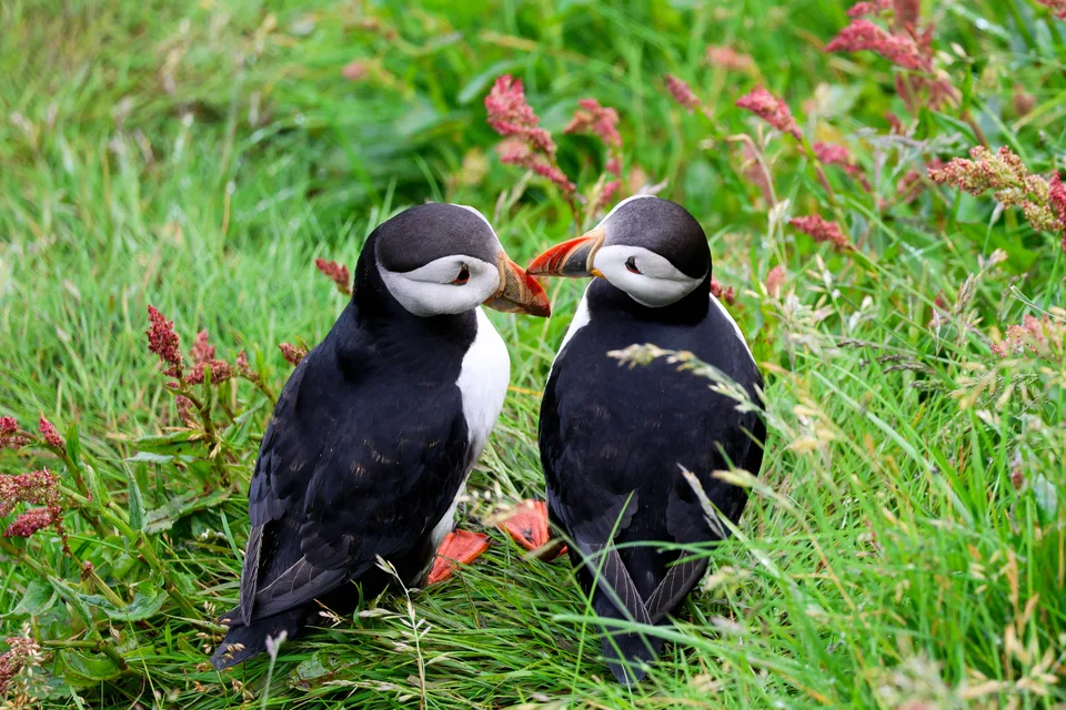 Two puffins are standing in grass with red flowers, facing each other with beaks touching