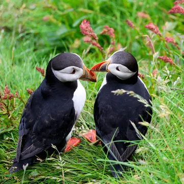 Two puffins are standing in grass with red flowers, facing each other with beaks touching