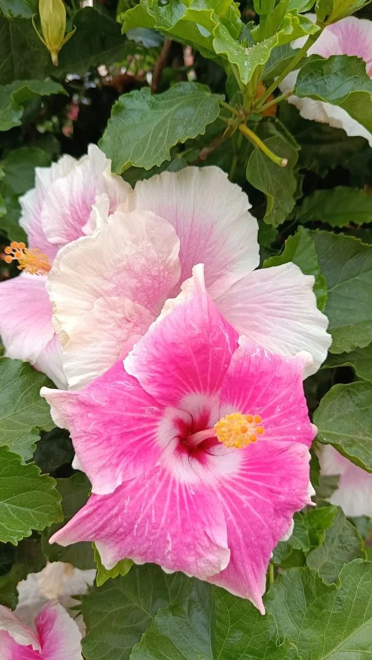 Pink and white hibiscus flowers with yellow stamens surrounded by green leaves