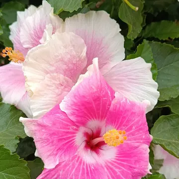 Pink and white hibiscus flowers with yellow stamens surrounded by green leaves