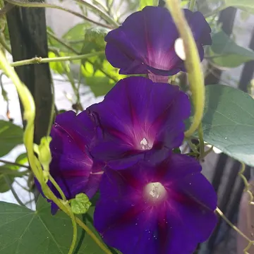 Purple morning glory flowers with green leaves and vines in sunlight