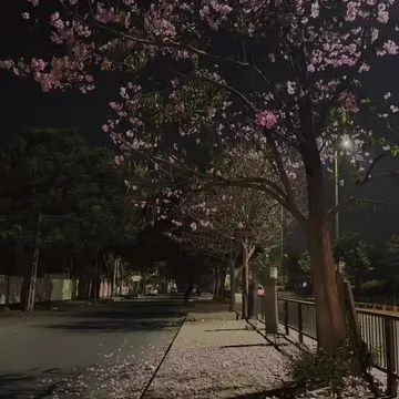 Pink flowers fall onto a sidewalk under streetlights at night