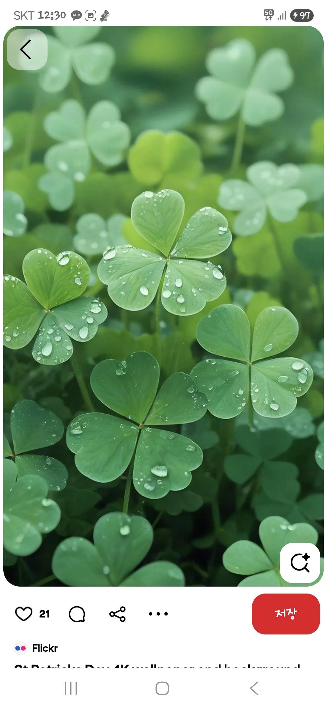 Four leaf clovers covered in dewdrops in a green garden