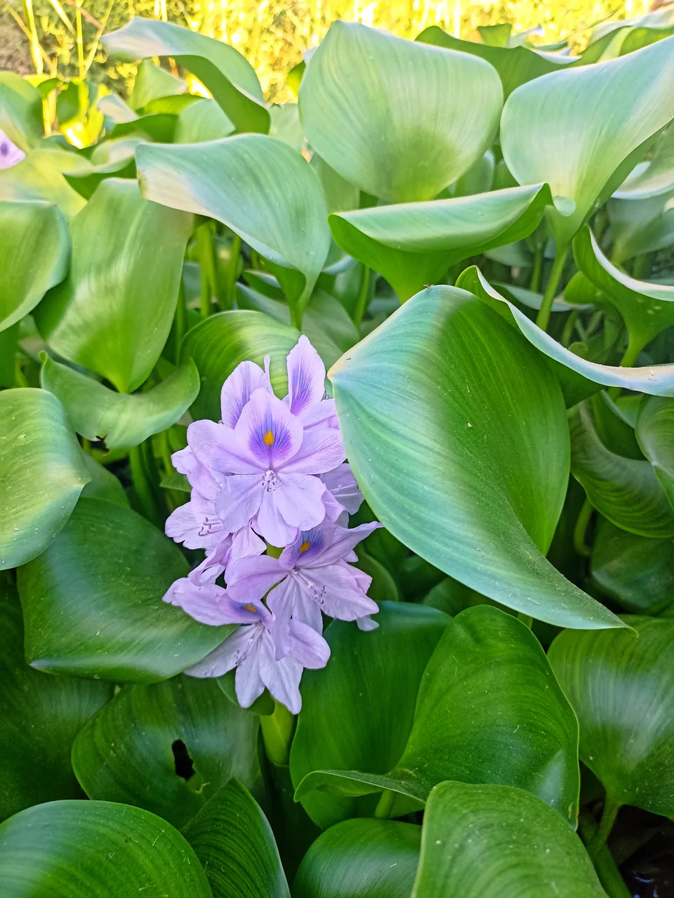 Purple water hyacinth flowers surrounded by large green leaves in bright sunlight