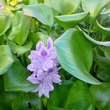 Purple water hyacinth flowers surrounded by large green leaves in bright sunlight