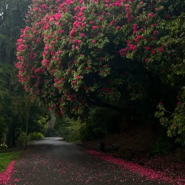 A paved path lined with fallen pink petals under a blooming rhododendron tree