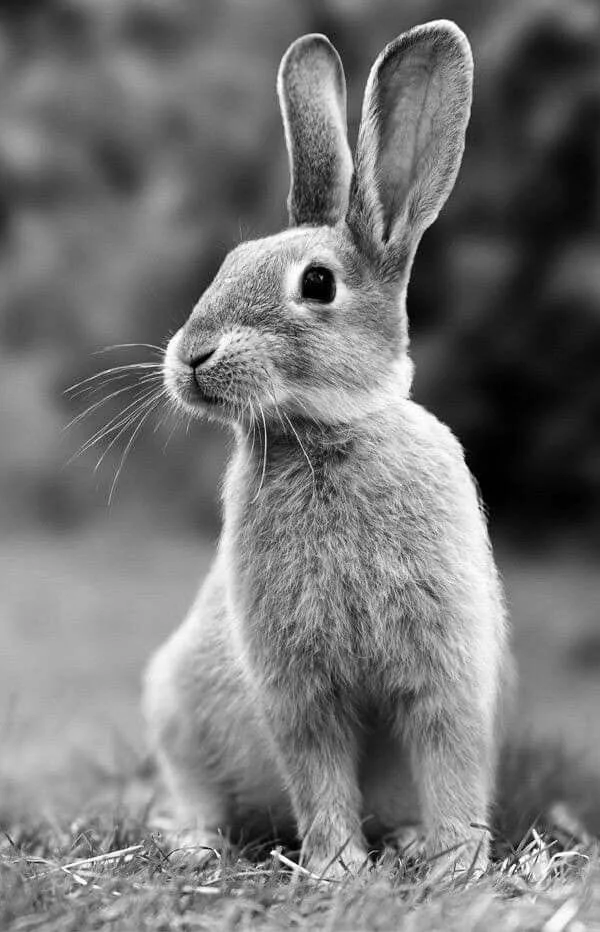 A small rabbit sitting upright on grass with perked ears and whiskers in black and white