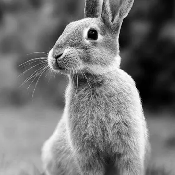 A small rabbit sitting upright on grass with perked ears and whiskers in black and white