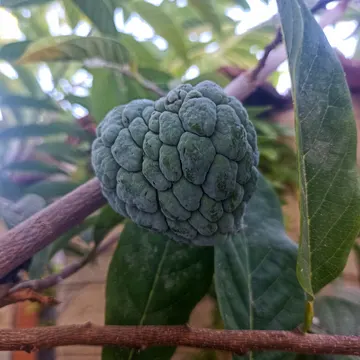 A green custard apple fruit hanging from a tree branch with leaves