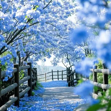 A wooden path covered in blue flowers with fences on both sides under a canopy of blossoms