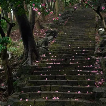 Stone staircase covered in pink camellia petals winding through a green forest