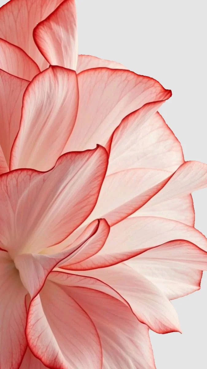 Delicate pink flower petals with red edges on a soft gray background