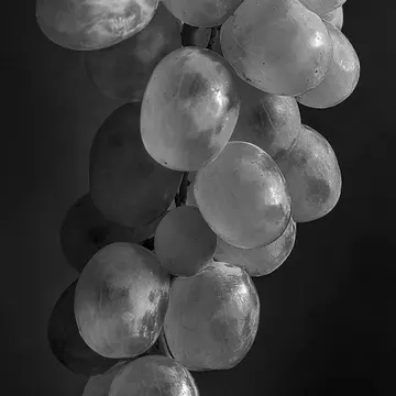 A black and white photo of a bunch of grapes with shiny skins and soft shadows