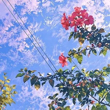 Pink flowers on green branches against a blue sky with white clouds