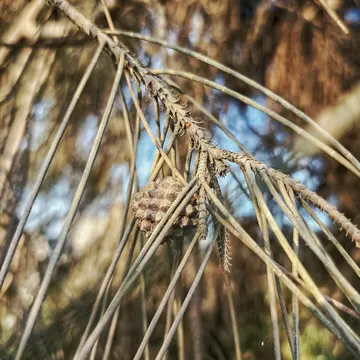 A small pinecone hanging among thin pine needles with blue sky in background
