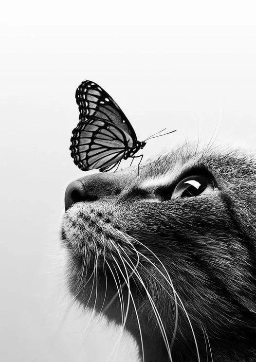 A black and white close-up of a cat gazing upward as a monarch butterfly rests gently on its nose