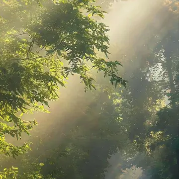 A misty forest road bathed in golden sunlight filtering through green trees