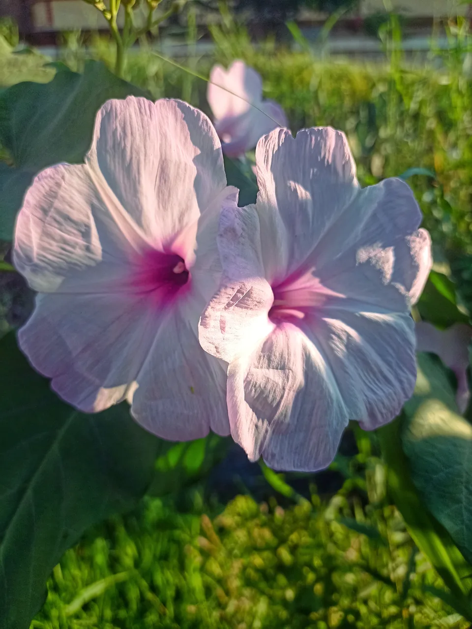 Two pale pink flowers with magenta centers bloom in a sunlit garden surrounded by green leaves