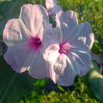 Two pale pink flowers with magenta centers bloom in a sunlit garden surrounded by green leaves