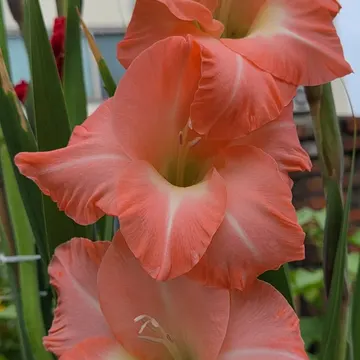Three coral gladiolus flowers with creamy centers and ruffled petals in a garden setting
