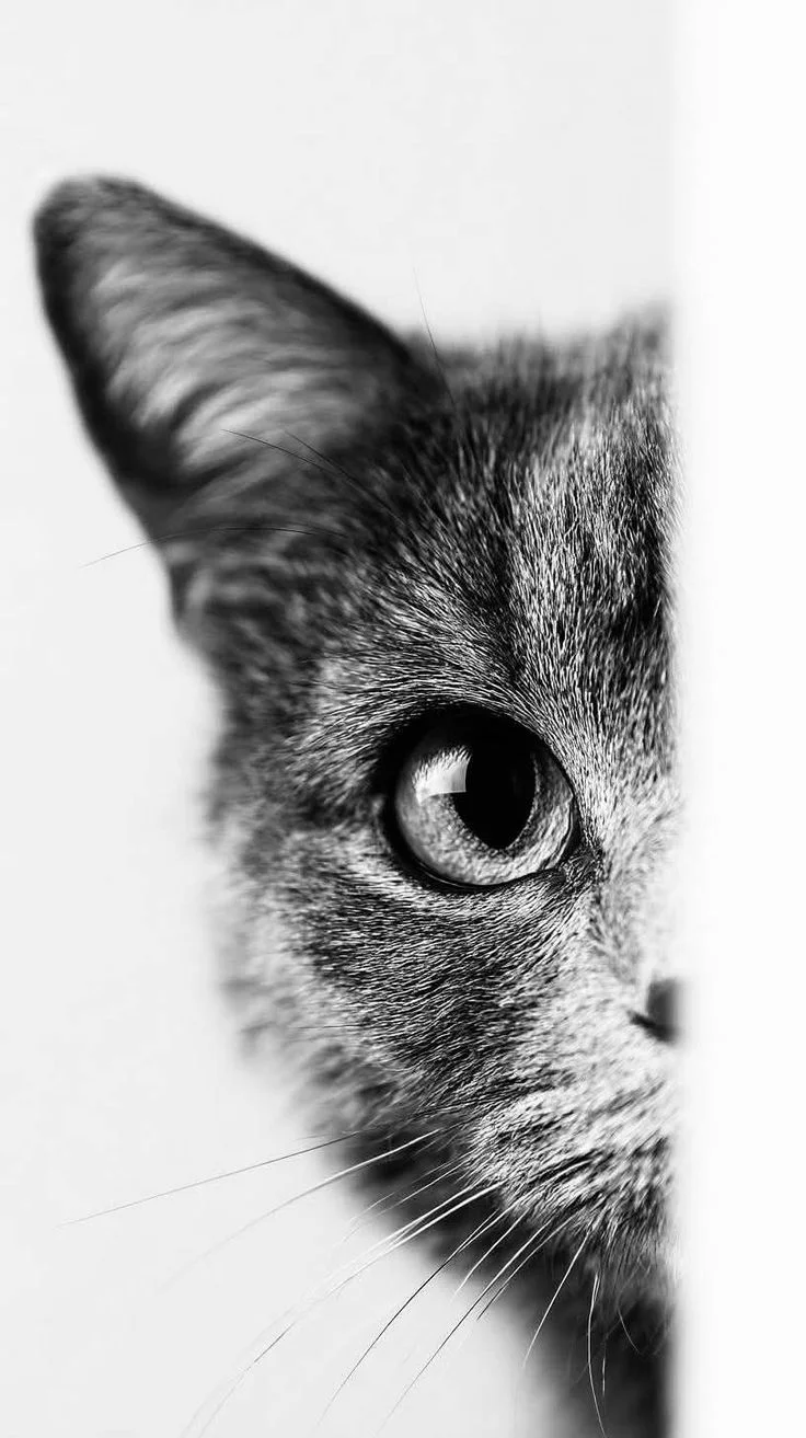 A tabby cat's eye and ear peeking from behind a white surface in black and white