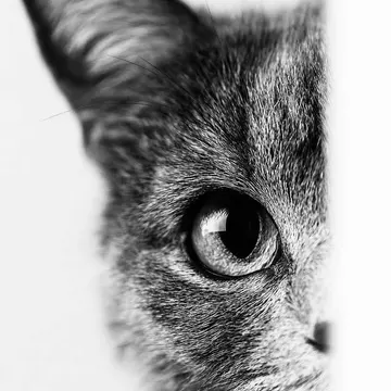 A tabby cat's eye and ear peeking from behind a white surface in black and white
