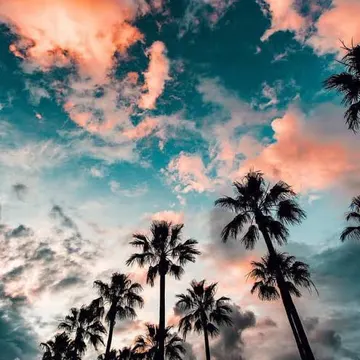 Palm trees silhouetted against a colorful sunset sky with pink and teal clouds